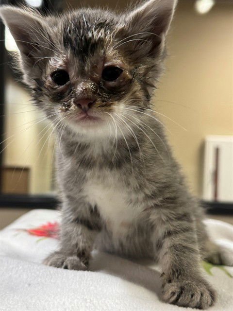 A606776 - Domestic Short Hair available for adoption