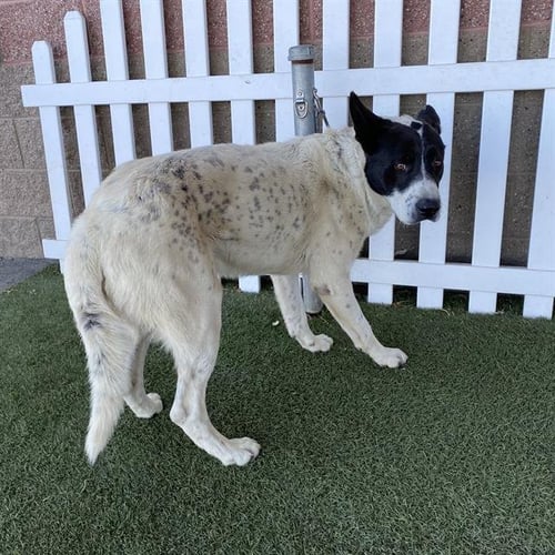 A615467 - Queensland Heeler / German Shepherd Dog available for adoption