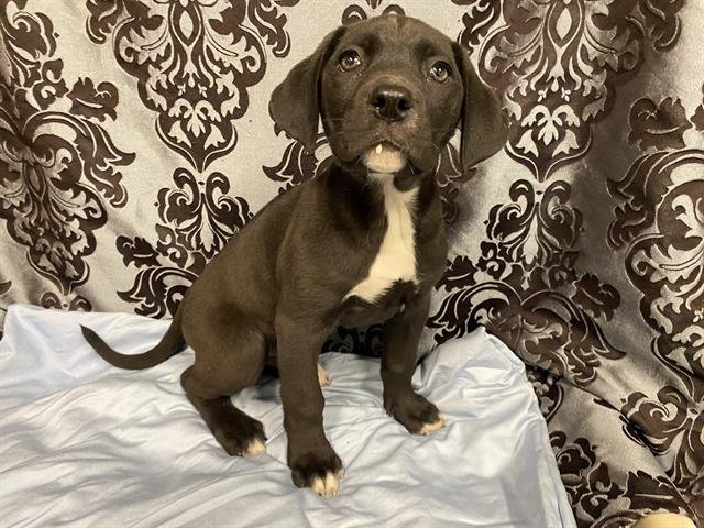 A607613 - Pit Bull Terrier available for adoption