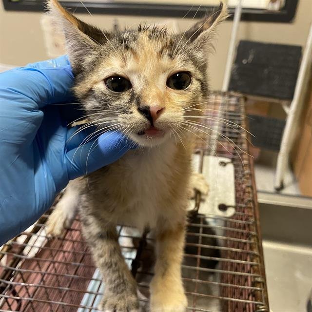 A613817 Image