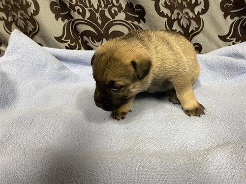 *MAGNOLIA - German Shepherd Dog available for adoption