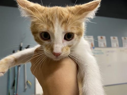 *COLBY - Domestic Medium Hair for adoption in Modesto