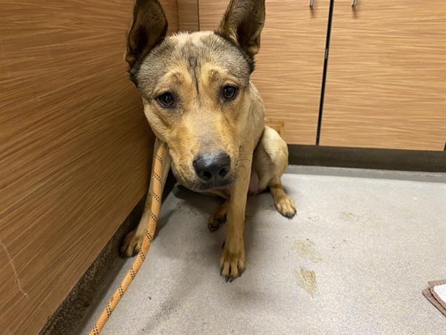 A607294 - German Shepherd Dog available for adoption