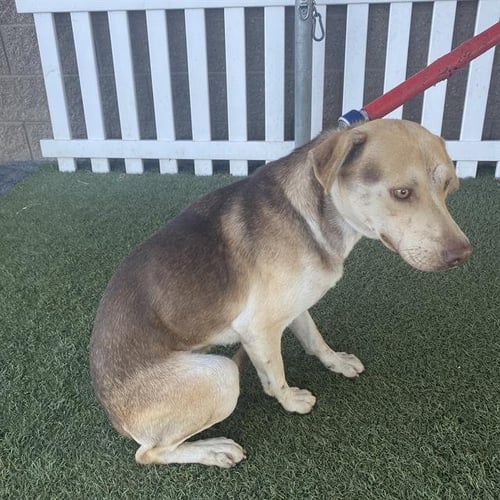 *NIC - German Shepherd Dog / Labrador Retriever available for adoption