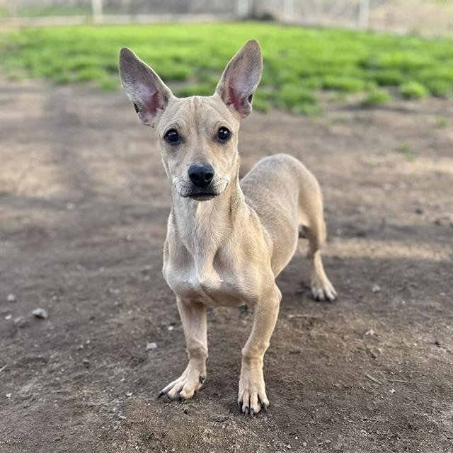 ISABEL - Chihuahua / Pit Bull Terrier available for adoption