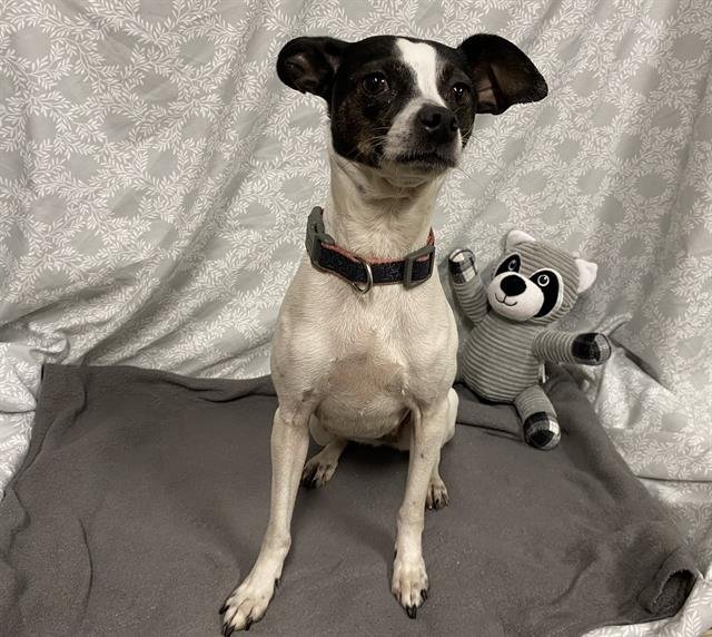 TOOTS - Chihuahua available for adoption