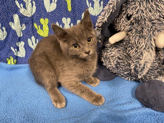 A607395 - Domestic Short Hair available for adoption