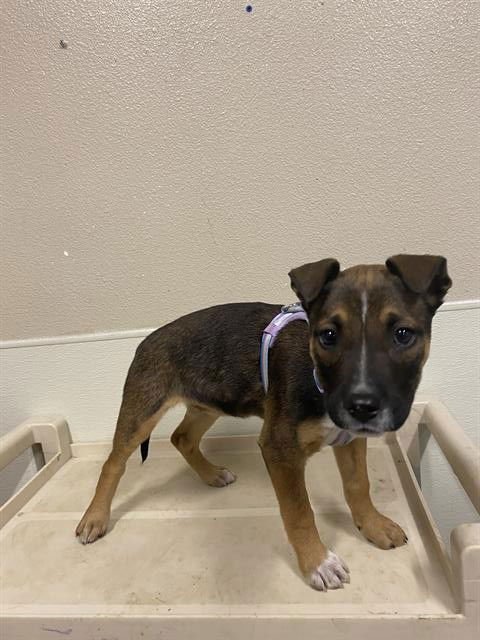 *MUFFY - Pit Bull Terrier available for adoption