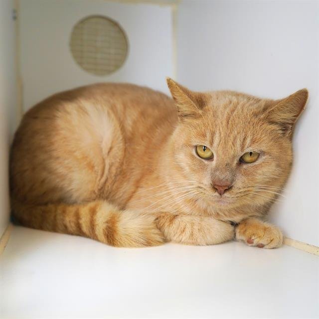 *MILO - Domestic Short Hair available for adoption