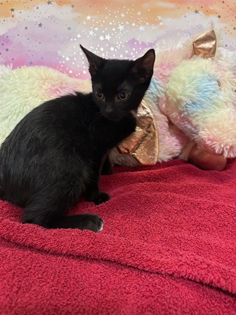 A613100 - Domestic Short Hair available for adoption