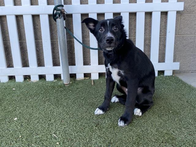 AUGUSTUS - German Shepherd Dog / Siberian Husky available for adoption