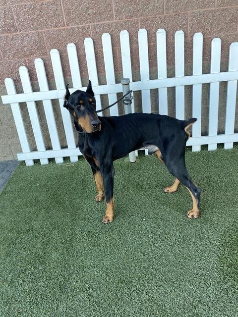*ACHILLES - Doberman Pinscher available for adoption