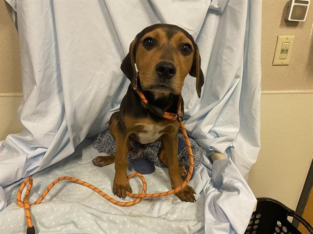 *MARIO - Black and Tan Coonhound available for adoption