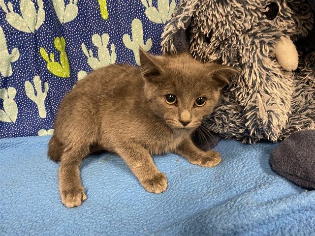 A607396 - Domestic Short Hair available for adoption