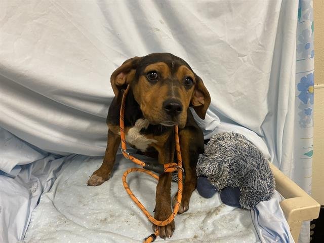 *WENDY - Black and Tan Coonhound available for adoption