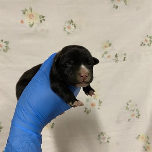 A613150 - Pit Bull Terrier available for adoption
