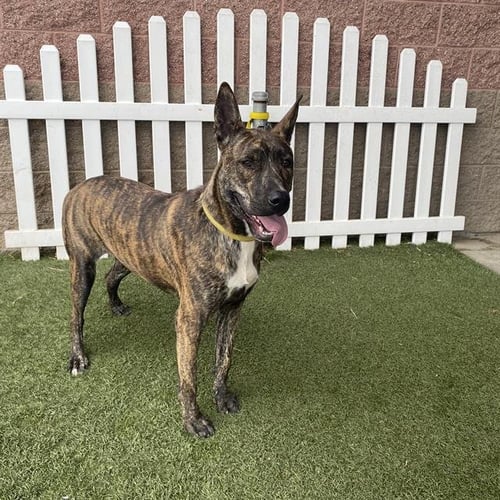REX - German Shepherd Dog available for adoption