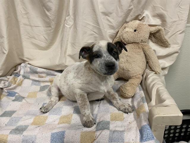 A607989 - Queensland Heeler available for adoption