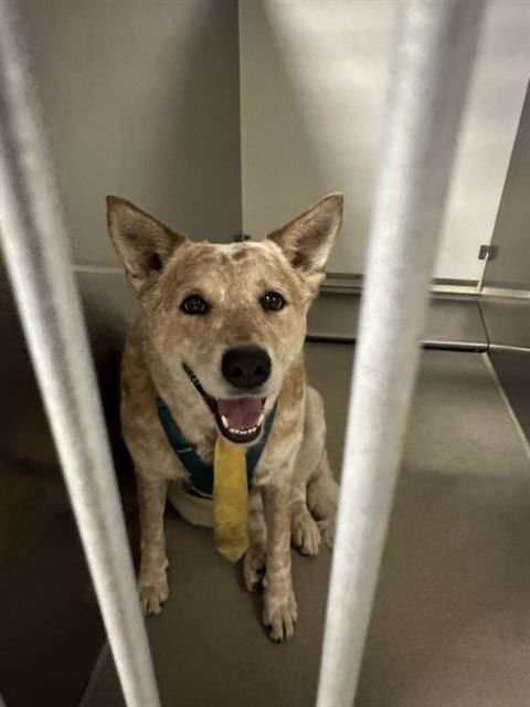 ROCKY - Australian Shepherd available for adoption