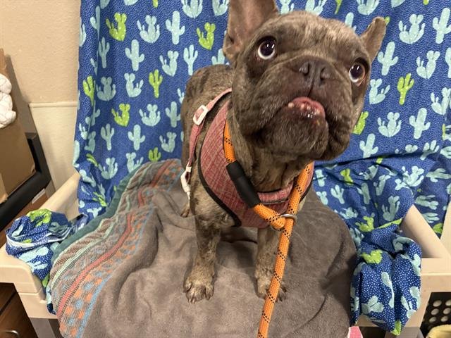 STELLA ROSE - French Bulldog available for adoption