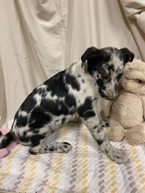 A608019 - Belgian Shepherd Malinois available for adoption