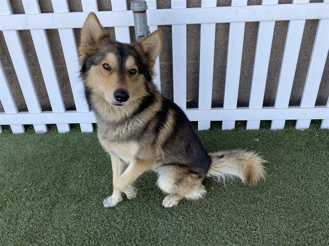 A607869 - German Shepherd Dog / Siberian Husky available for adoption
