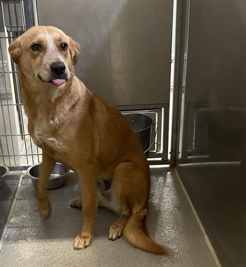 *NUGGET - German Shepherd Dog available for adoption