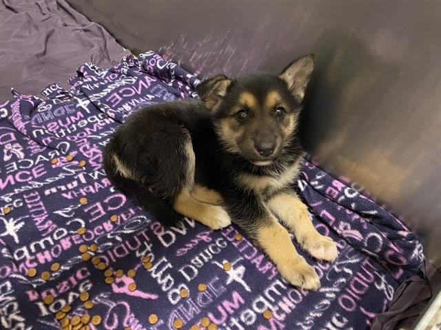 *RAYA SUNSHINE - German Shepherd Dog available for adoption