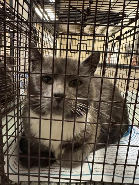 A606272 - Domestic Short Hair available for adoption