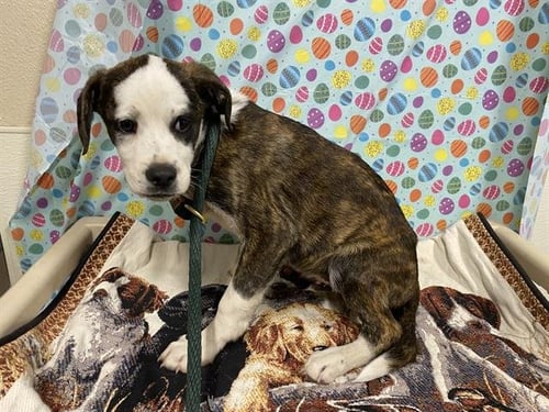 *PUMPKIN - Boxer available for adoption