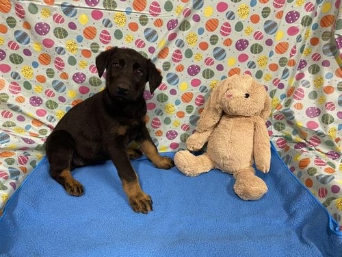 *VERA - Doberman Pinscher available for adoption