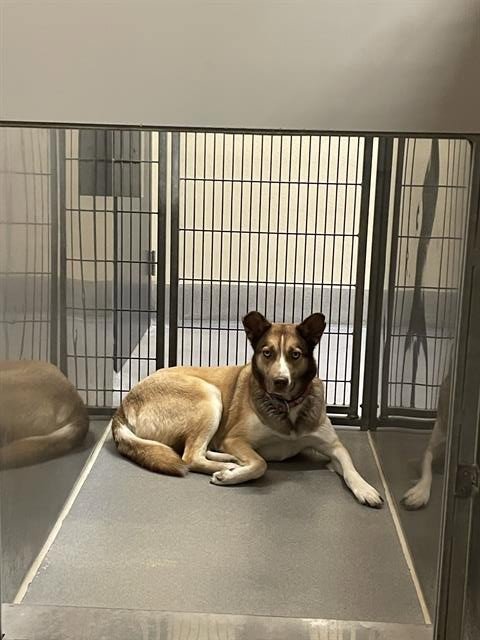 *XENA - Siberian Husky available for adoption