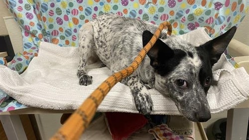 *MAVERICK - Queensland Heeler available for adoption