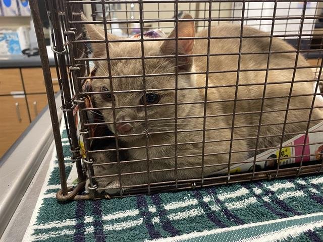 A606672 - Domestic Short Hair available for adoption