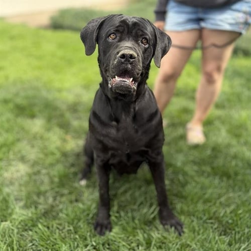 *SAGE - Cane Corso Mastiff available for adoption