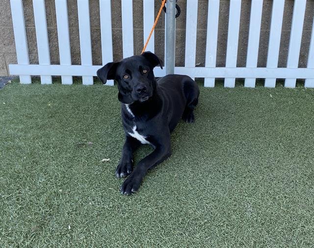 *RAYE - Labrador Retriever available for adoption