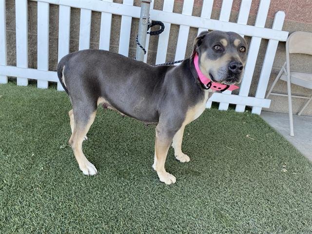 A608034 - Pit Bull Terrier available for adoption