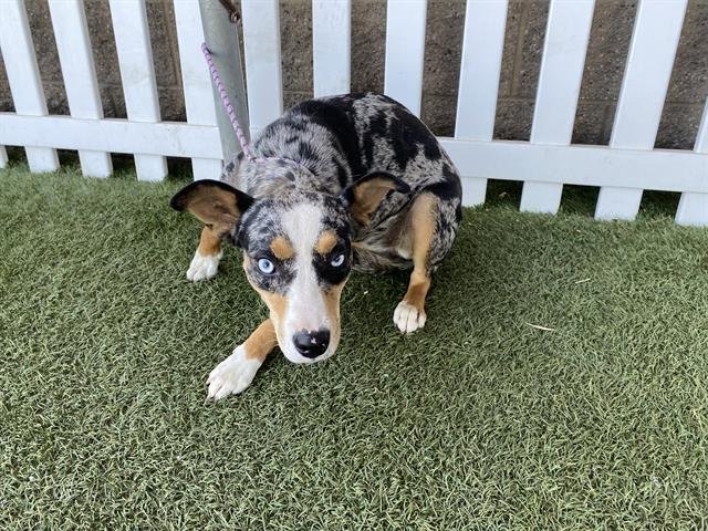 *BLUEY - Australian Cattle Dog/Blue Heeler available for adoption