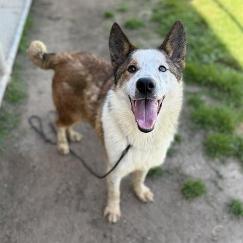 *AIDEN - Australian Shepherd / Border Collie available for adoption