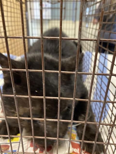 A606826 - Domestic Medium Hair available for adoption