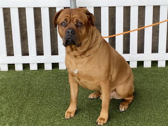 RADAR - Dogue de Bordeaux available for adoption