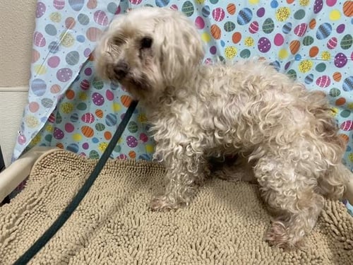 A608471 - Poodle (Miniature) available for adoption