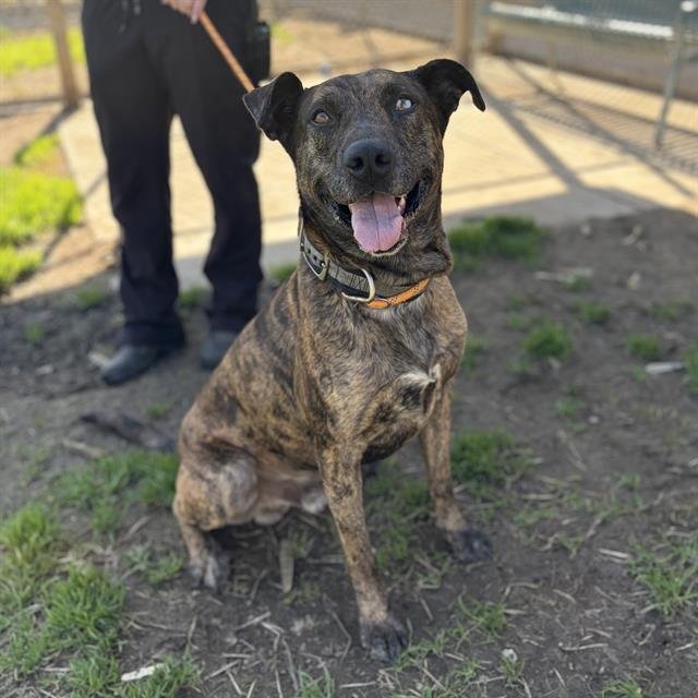 *MARBLE - Dutch Shepherd available for adoption