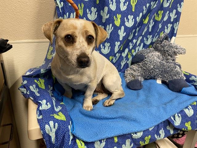 A607486 - Chihuahua available for adoption