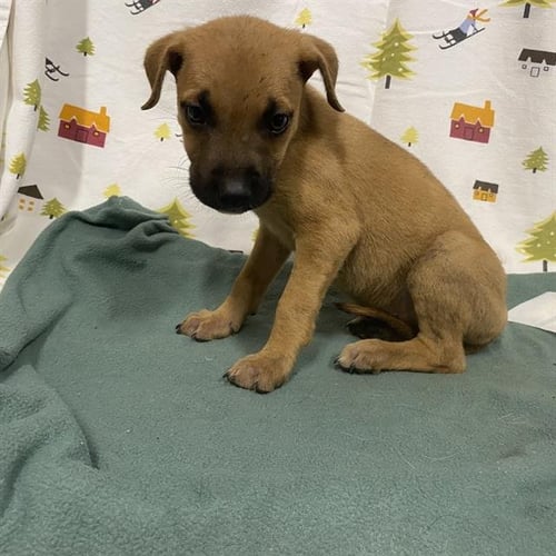A614383 - German Shepherd Dog available for adoption