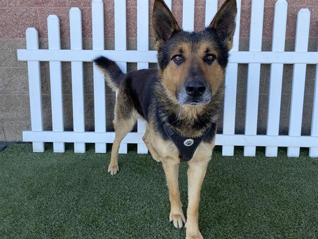 *RICKY - German Shepherd Dog available for adoption