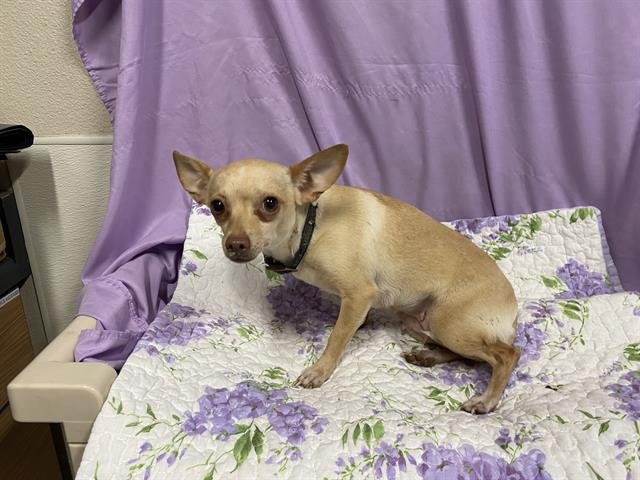 ALIEN - Chihuahua available for adoption