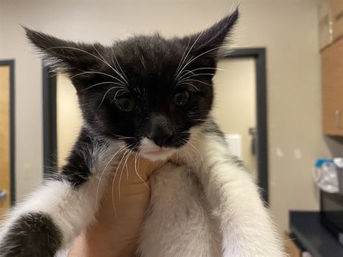*FAIRY - Domestic Medium Hair for adoption in Modesto