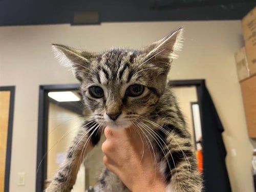 CHOCOLATE SWIRL - Domestic Short Hair for adoption in Modesto