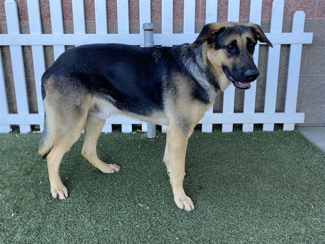 *NIKO - German Shepherd Dog available for adoption